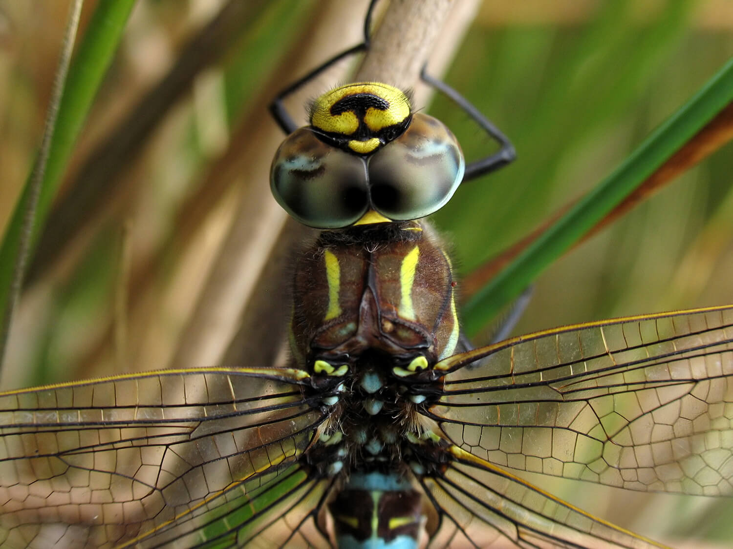 Male Aeshna juncea (Close Up) by David Kitching